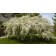 RED JADE CRABAPPLE ©photo ArborTanics Inc.