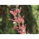 Red Yucca...©photo ArborTanics Inc.