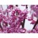 SPRING FLOWERS ©photo ArborTanics Inc.
