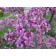 Eastern Redbud Flowers - Generic