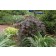 Photo Courtesy of Bailey Nurseries Inc.
