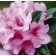 Photo Courtesy of Bailey Nurseries Inc.