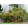 Cutleaf Stahorn Sumac ©photo ArborTanics Inc.