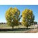 ROBUSTA COTTONWOOD -Boulder County Colorado ©photo ArborTanics Inc.