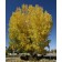 ROBUSTA COTTONWOOD - Fall in Erie, Colorado ©photo ArborTanics Inc.