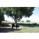 Robusta Cottonwood...©photo ArborTanics Inc.