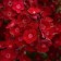 Image courtesy Ball Seed