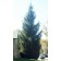 Rocky Mountain Douglas Fir...©photo ArborTanics Inc.