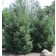 Rocky Mountain Douglas Fir...©photo ArborTanics Inc.