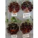 CHERRY COMPARISON