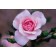Photo Courtesy of Bailey Nurseries Inc.