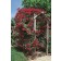 Photo Courtesy of Star® Roses & Plants