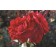 Photo Courtesy of Ball Horticultural Company