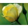 Photo Courtesy of Bailey Nurseries Inc.