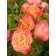 Photo Courtesy of Bailey Nurseries Inc.