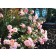 Photo Courtesy of Star® Roses and Plants/Conard-Pyle