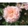 Photo Courtesy of Star® Roses and Plants/Conard-Pyle