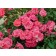 Photo Courtesy of Star® Roses and Plants/Conard-Pyle