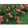 Photo Courtesy of Star® Roses and Plants/Conard-Pyle