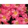 Photo Courtesy of Star® Roses and Plants/Conard-Pyle