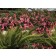 Photo Courtesy of Star® Roses and Plants/Conard-Pyle