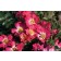 Photo Courtesy of Star® Roses and Plants/Conard-Pyle