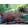 Photo Courtesy of Star® Roses and Plants/Conard-Pyle