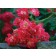 Photo Courtesy of Star® Roses and Plants/Conard-Pyle