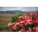 Photo Courtesy of Bailey Nurseries Inc.