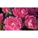 Photo Courtesy of Star® Roses & Plants