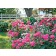 Photo Courtesy of Star® Roses & Plants