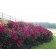 Photo Courtesy of Star® Roses & Plants