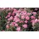 Photo Courtesy of Star® Roses & Plants