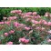 Photo Courtesy of Star® Roses & Plants
