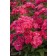 Photo Courtesy of Star® Roses and Plants