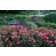 Photo Courtesy of Star® Roses and Plants