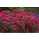 Photo Courtesy of Star® Roses and Plants