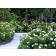 Photo Courtesy of Star® Roses & Plants
