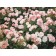 Photo Courtesy of Ball Horticultural Company