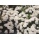 Photo Courtesy of Ball Horticultural Company