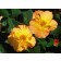 Photo Courtesy of Bailey Nurseries Inc.