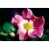 Photo Courtesy of Bailey Nurseries Inc.