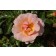 Photo Courtesy of Plants Nouveau
