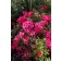Photo Courtesy of Plants Nouveau