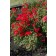Photo Courtesy of Plants Nouveau