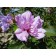Ardens Rose of Sharon© photo ArborTanics Inc