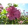 Lucy Rose of Sharon© photo ArborTanics Inc