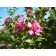 Lucy Rose of Sharon© photo ArborTanics Inc