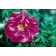 Photo Courtesy of Bailey Nurseries Inc.