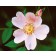 Photo Courtesy of Bailey Nurseries Inc.